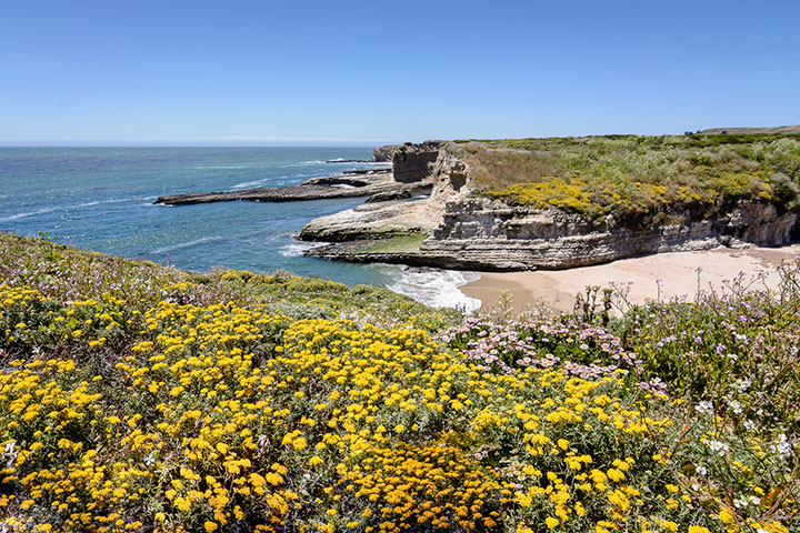 bushes with yellow flowers atop coastline plateaus